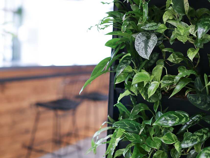 a plant on a wall