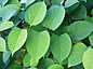 Japanese knotweed case update: a knotty problem