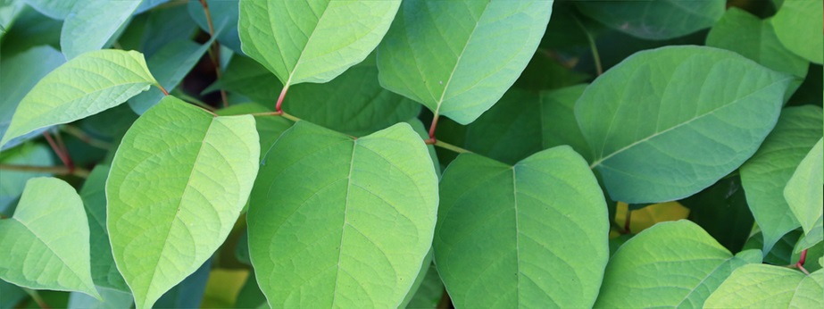 Japanese knotweed case update: a knotty problem