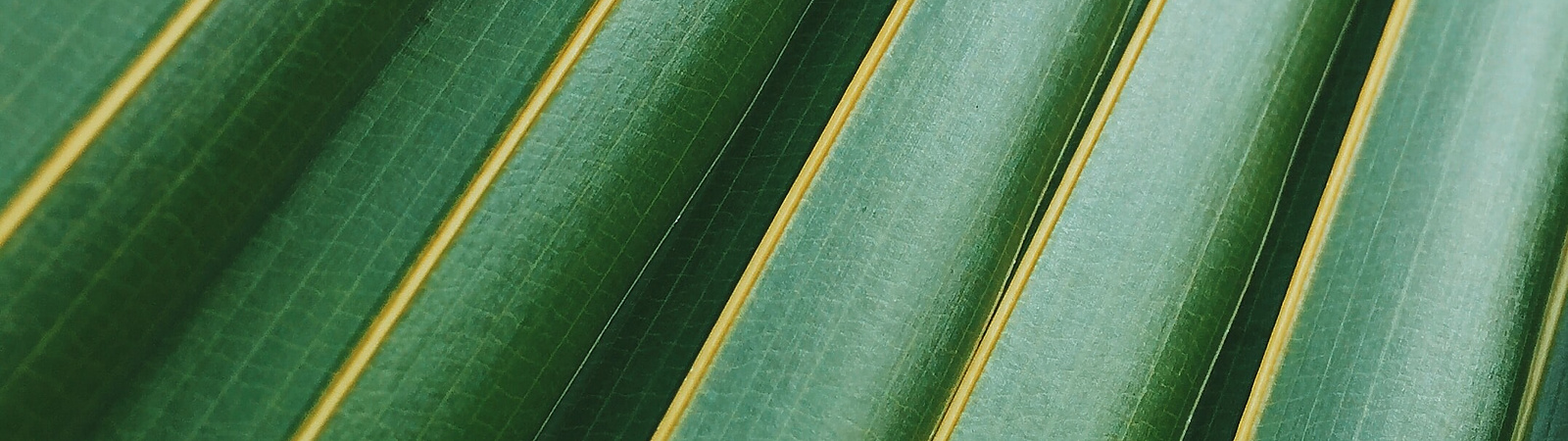 close up of a leaf