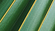 close up of a leaf