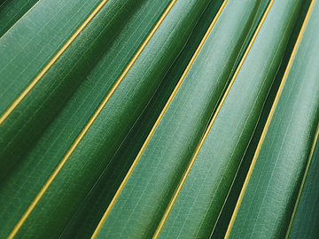 close up of a leaf