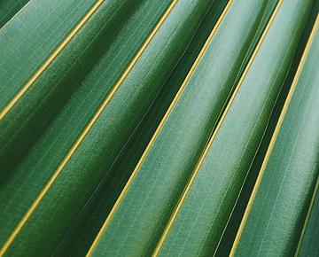 close up of a leaf