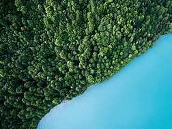 blue water next to a forest