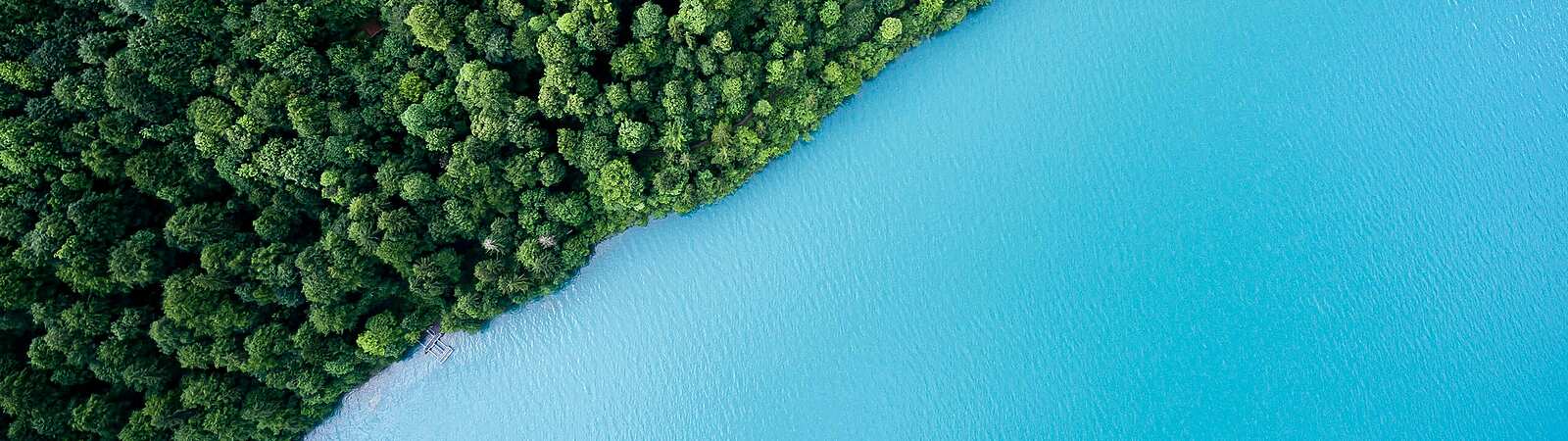 blue water next to a forest