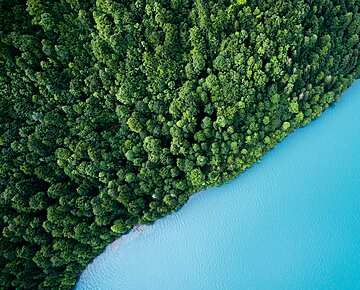 blue water next to a forest