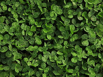 Electrical socket in bush