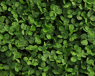 Electrical socket in bush