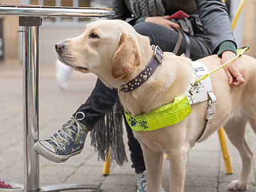 A guide dog standing next to a table with the dog's owner sitting in the background