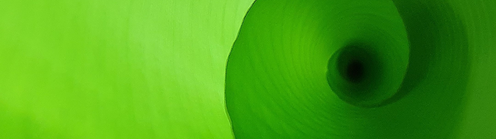 a close up of a green leaf