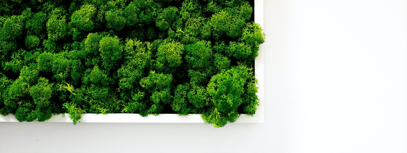 Green trees in white container