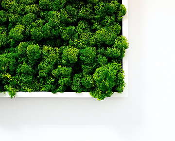 Green trees in white container