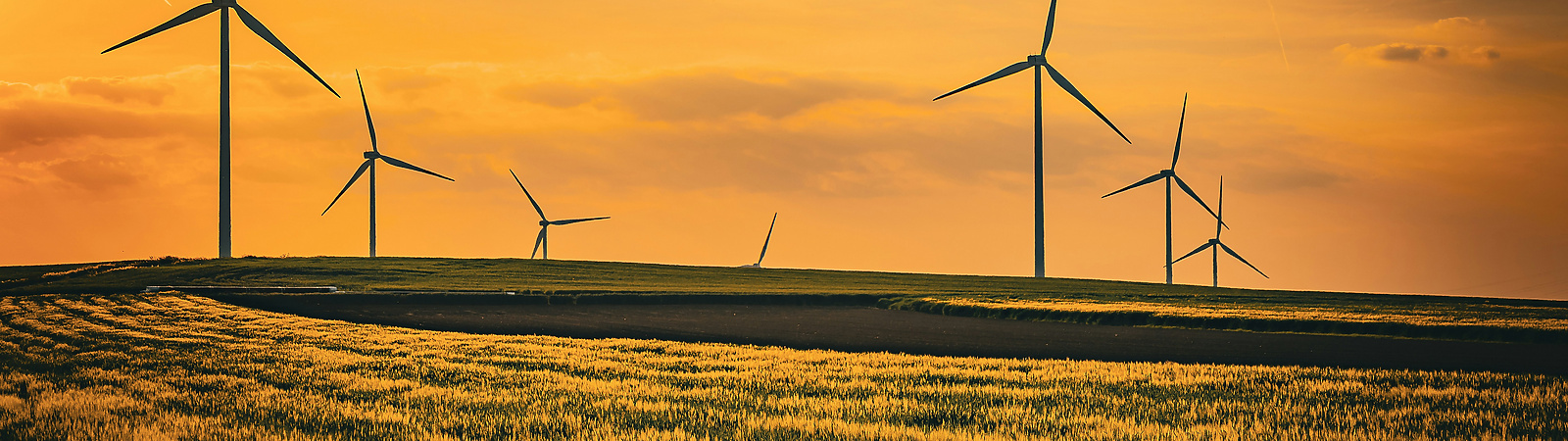 a field of grass with windmills in the distance
