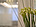 Flowers on a desk