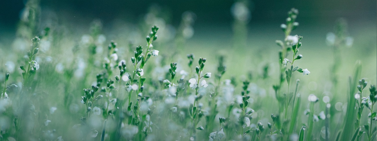 Green flowers