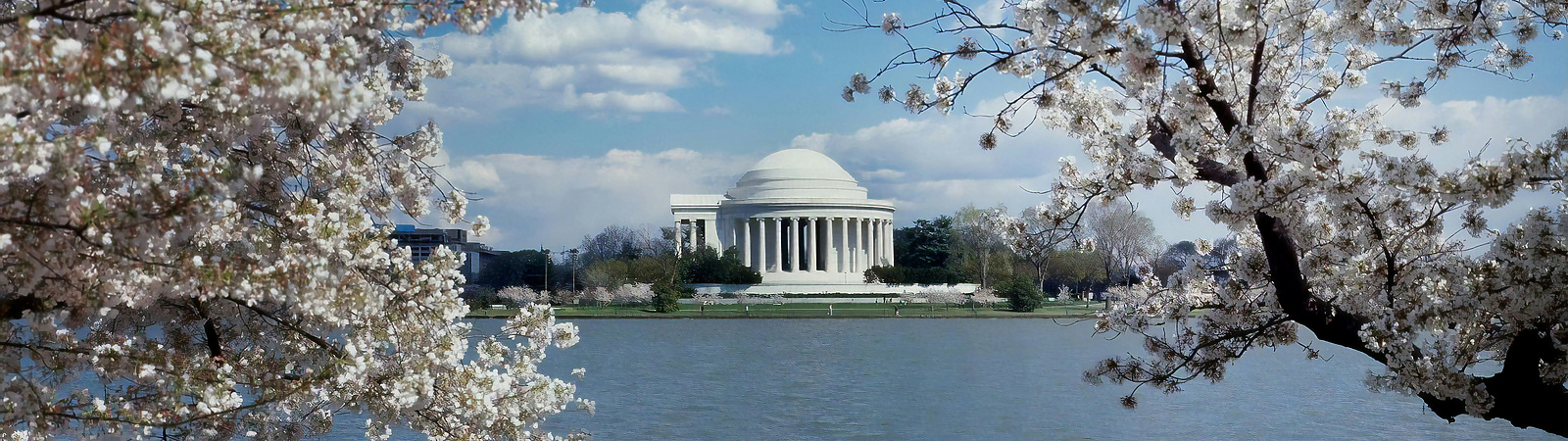 Jefferson memorial with cherry blossoms Washington DC