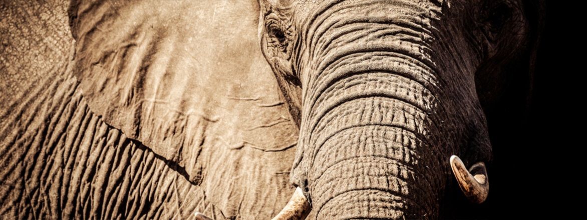 Ivory Act: In the Frame Bare Bones
