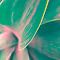Flower abstract