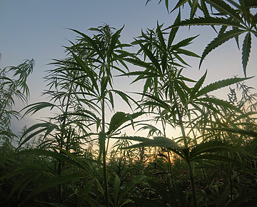 FSA announces crackdown on CBD products