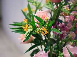a close up of flowers