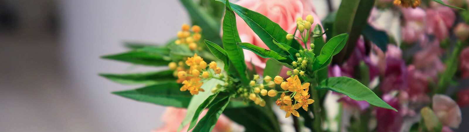 a close up of flowers