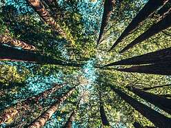 looking up a group of trees