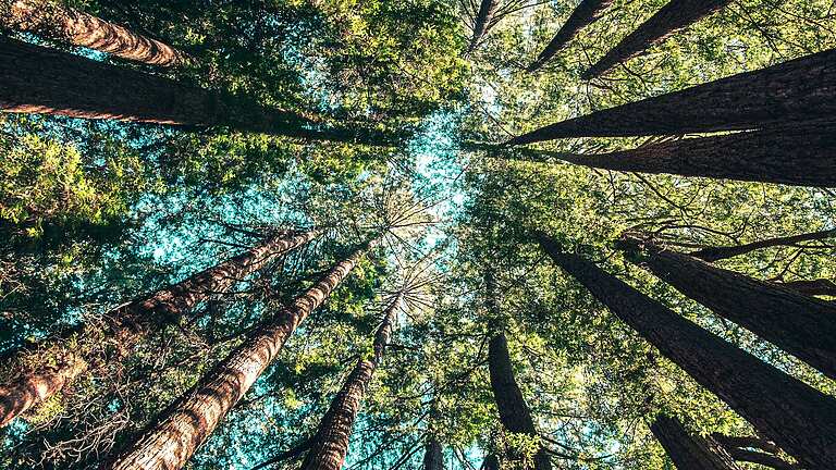 looking up a group of trees
