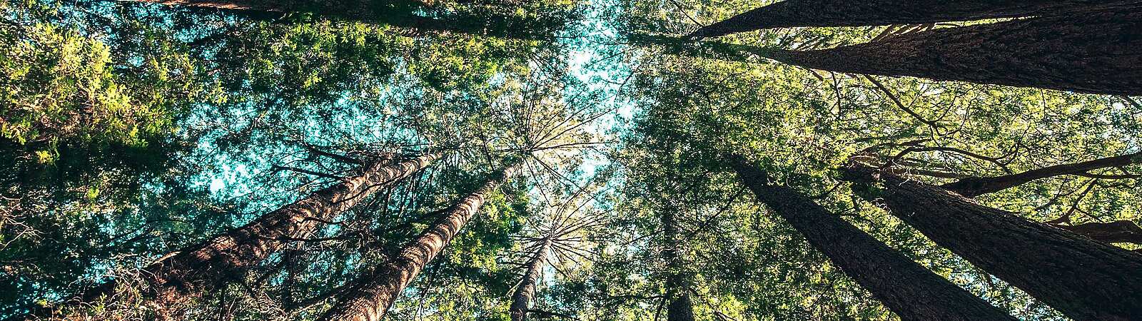 looking up a group of trees