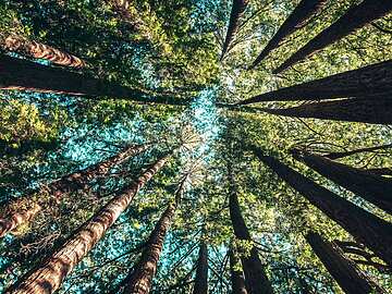 looking up a group of trees