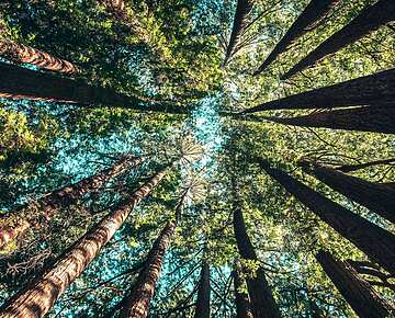 looking up a group of trees