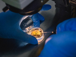 hands wearing blue gloves holding a tool over a petri dish