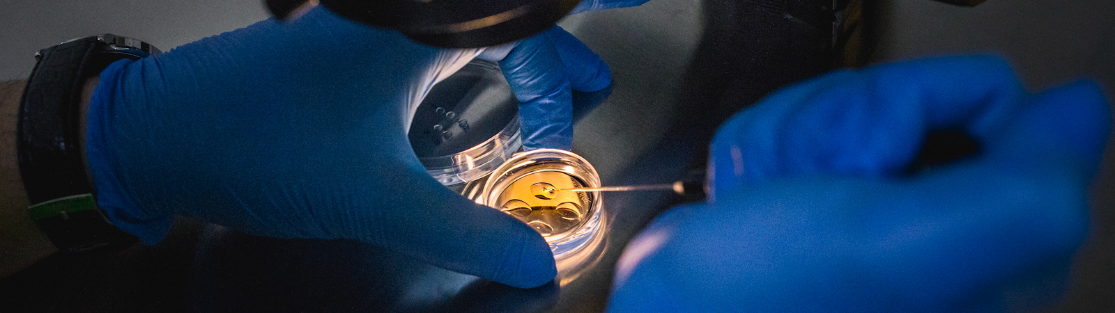 hands wearing blue gloves holding a tool over a petri dish