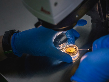 hands wearing blue gloves holding a tool over a petri dish