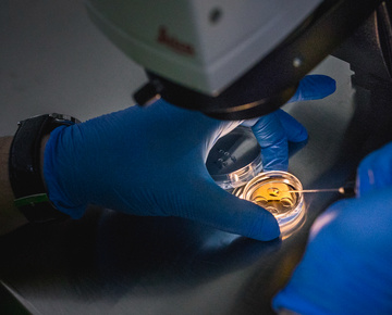 hands wearing blue gloves holding a tool over a petri dish