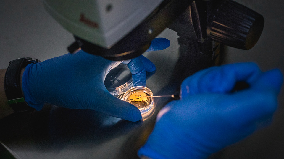 hands wearing blue gloves holding a tool over a petri dish