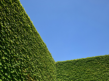 a green wall with ivy growing on it