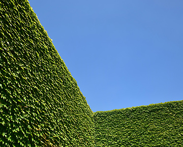 a green wall with ivy growing on it