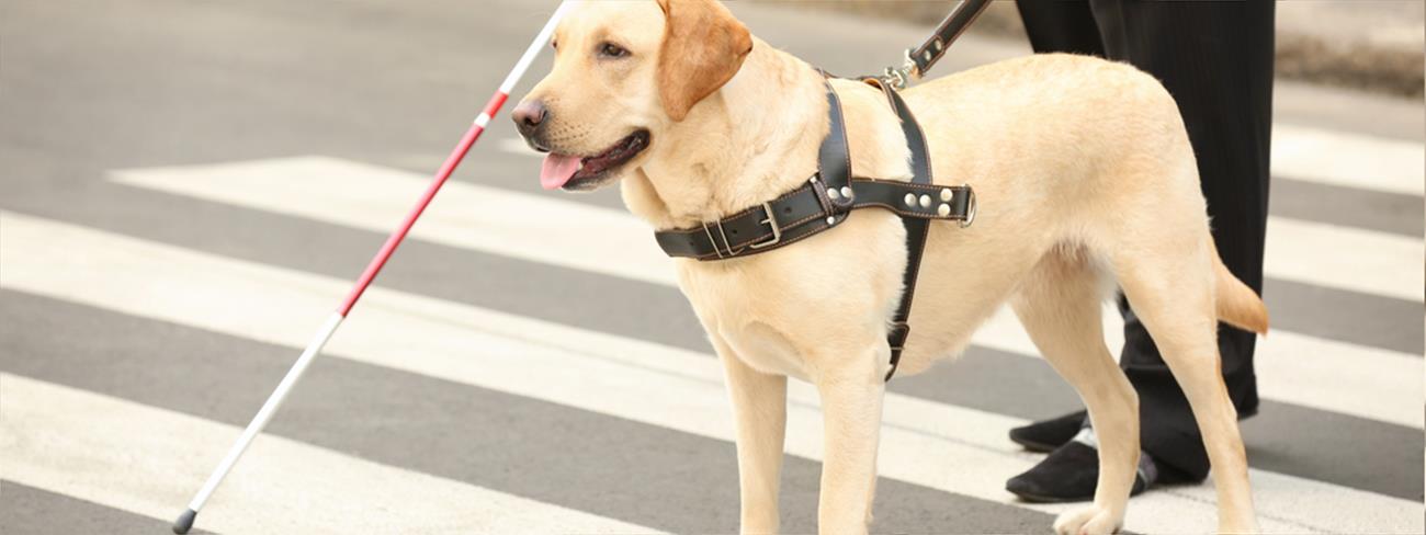 Guide dog helping blind man on pedestrian crossing