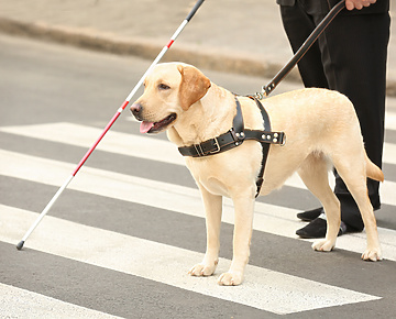 Guide dog helping blind man on pedestrian crossing
