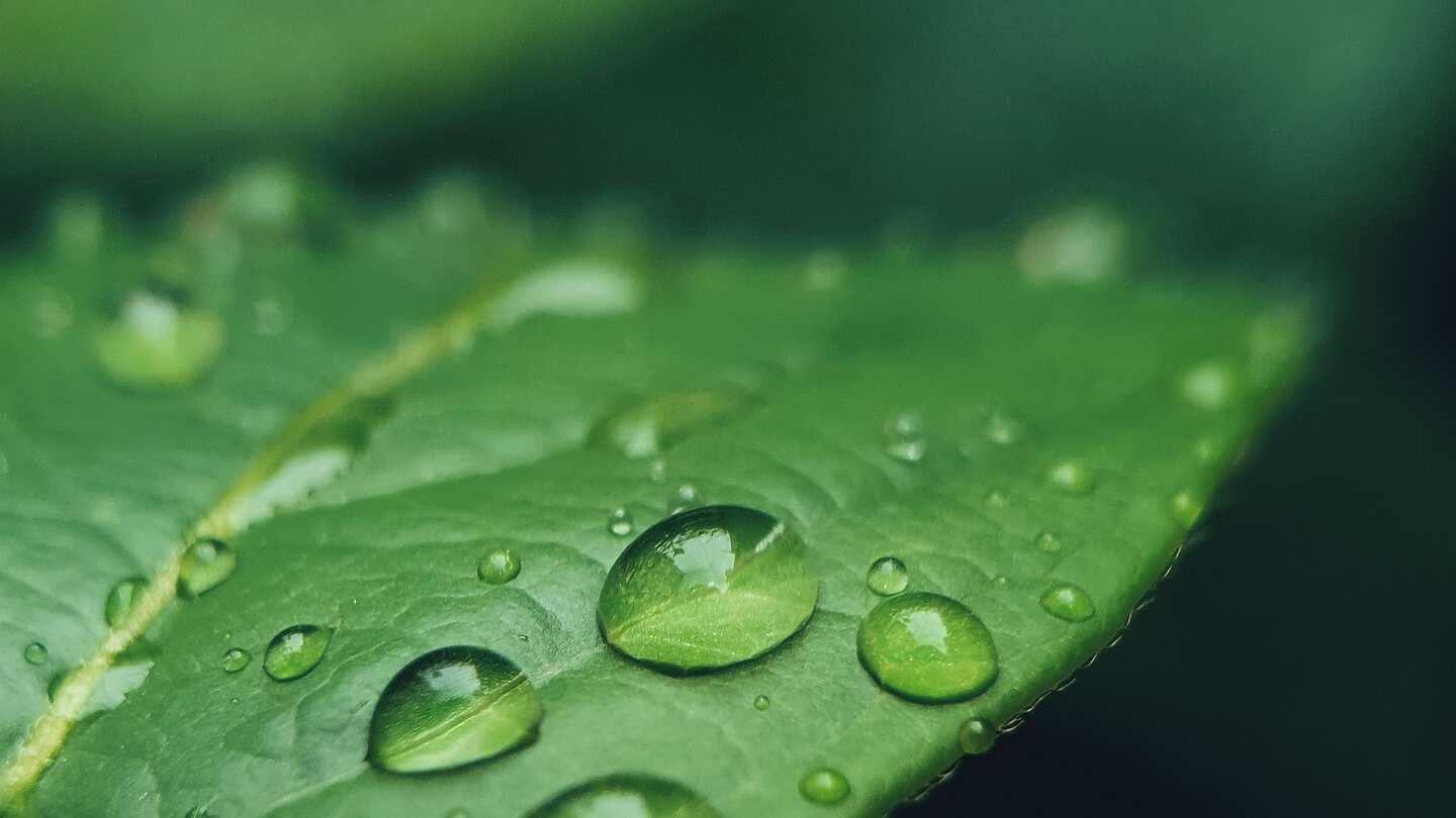 A leaf with droplets of water on it