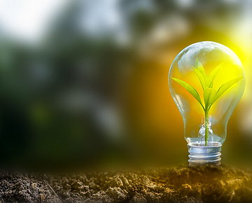 Sustainability light bulb with plant inside