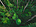 Sustainability-forest
