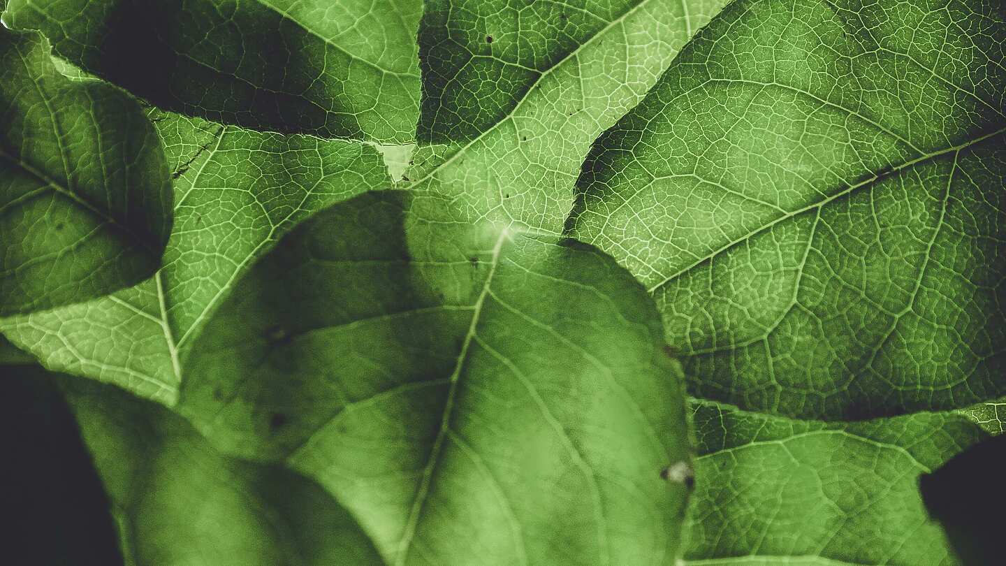 a close up of leaves