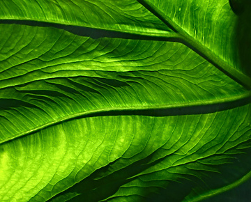 Close up of green leaf