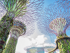 Singapore Garden Trees