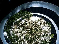 a tree growing in a spiral building