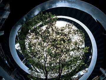 a tree growing in a spiral building