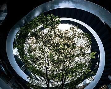 a tree growing in a spiral building