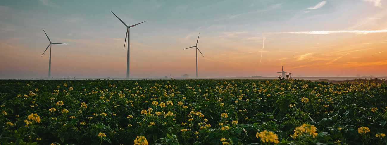 Wind turbines in rapeseed field