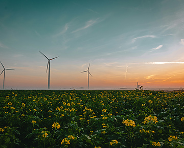Wind turbines in rapeseed field